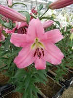 [4508 PO96 Maldano No02.JPG]